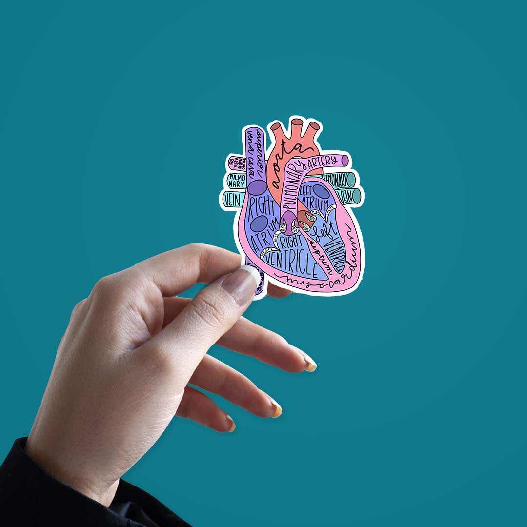 Anatomy Of Heart Sticker | STICK IT UP